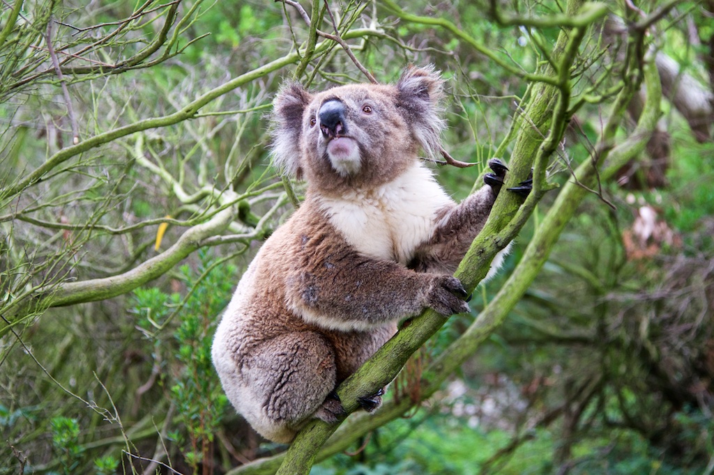Koala15